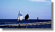 Regata_142.jpg