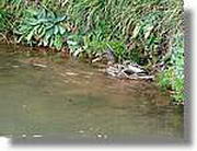 Transequia_122.jpg(156 KB)