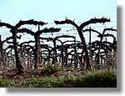 Transequia_126.jpg(132 KB)