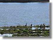 Transequia_135.jpg(148 KB)