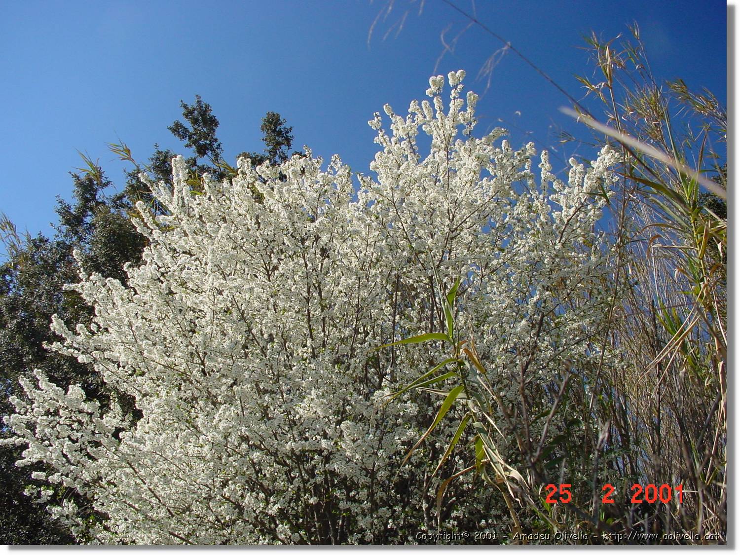 Flors_002.jpg