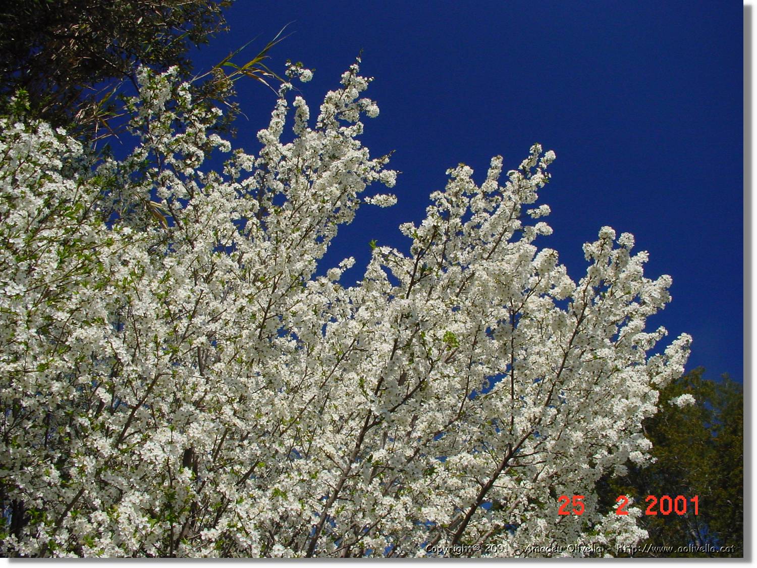 Flors_003.jpg