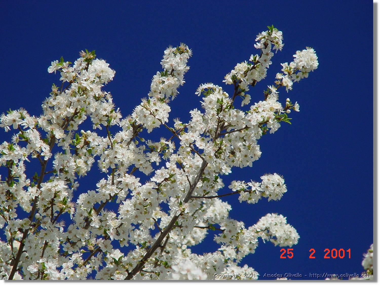 Flors_004.jpg