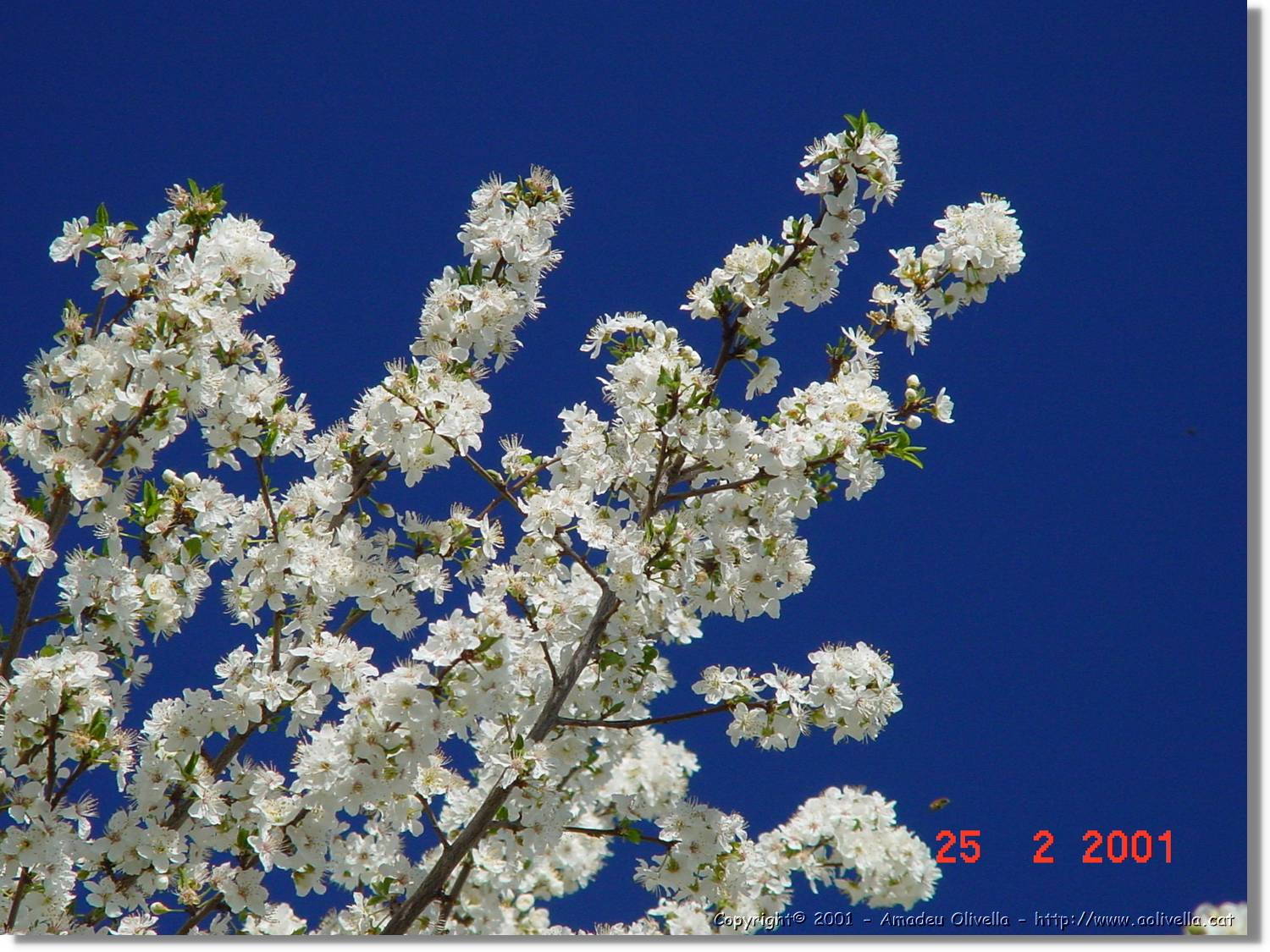 Flors_005.jpg