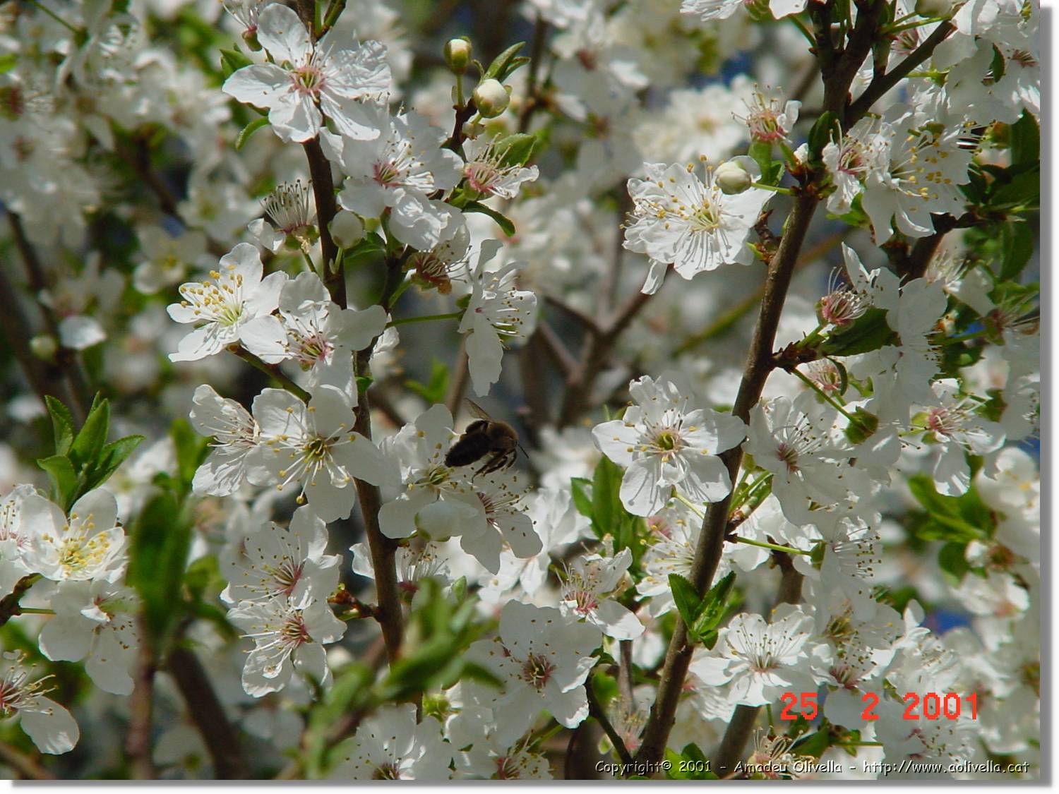 Flors_006.jpg