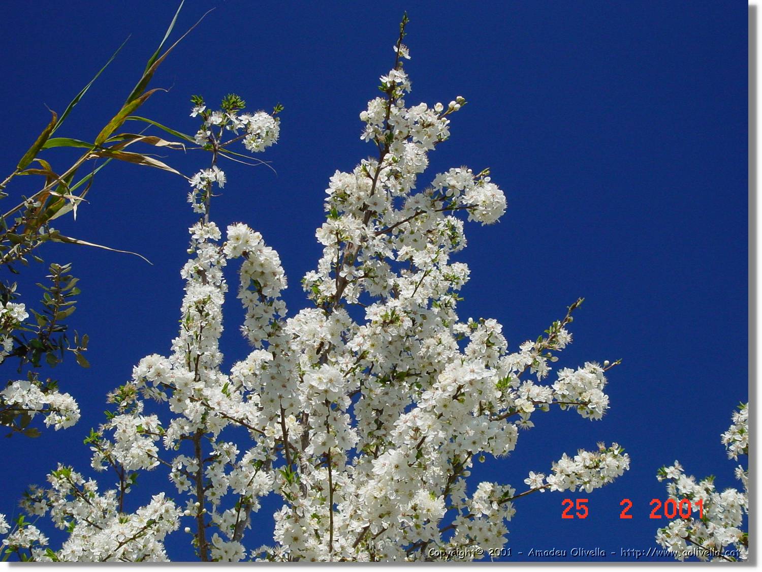Flors_007.jpg