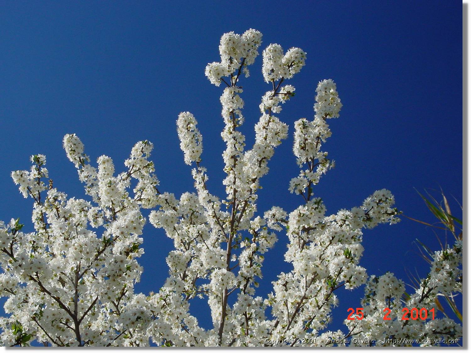 Flors_011.jpg