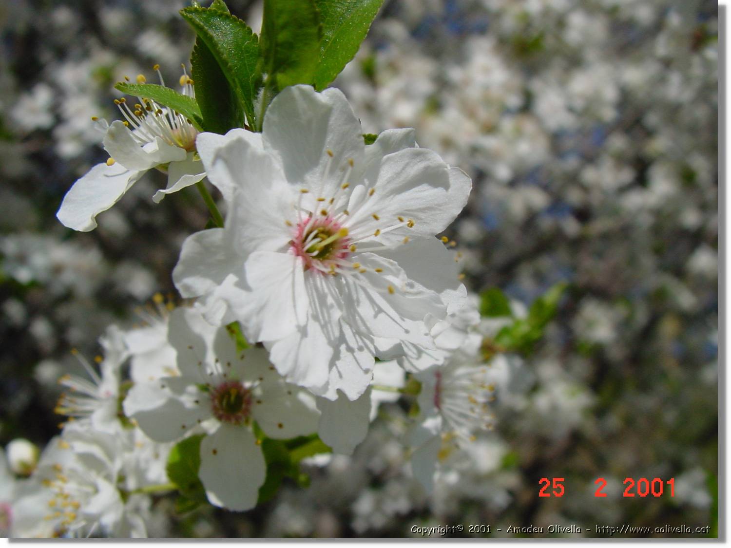 Flors_012.jpg