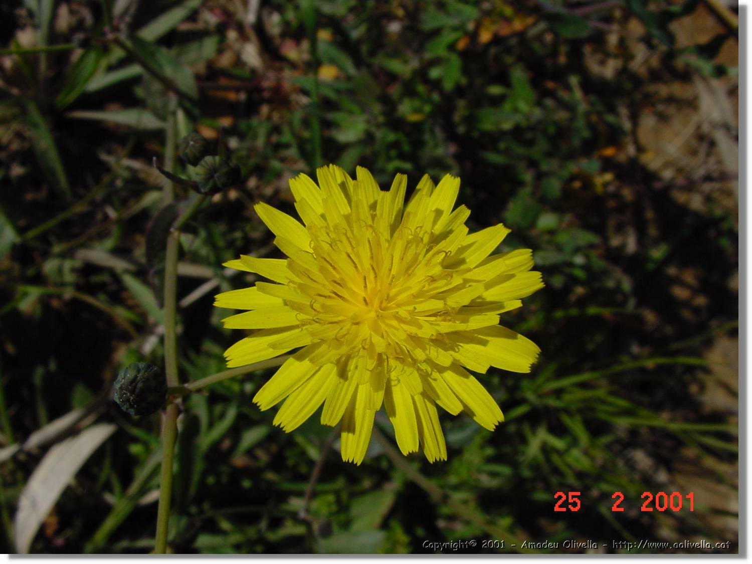 Flors_022.jpg