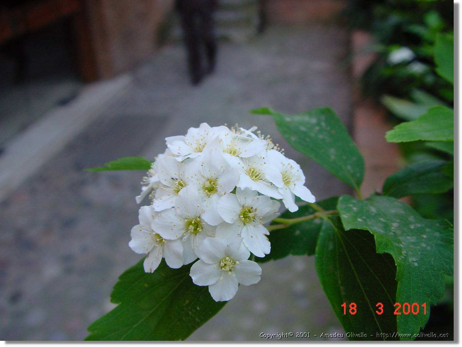 Flors_024.jpg