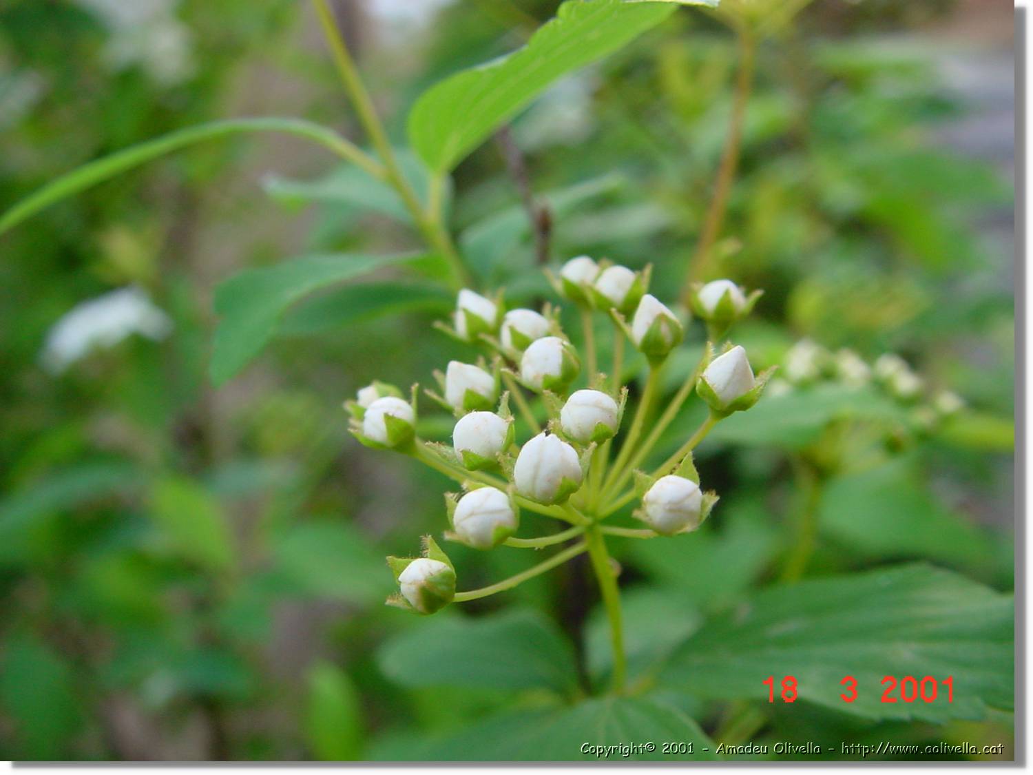 Flors_026.jpg