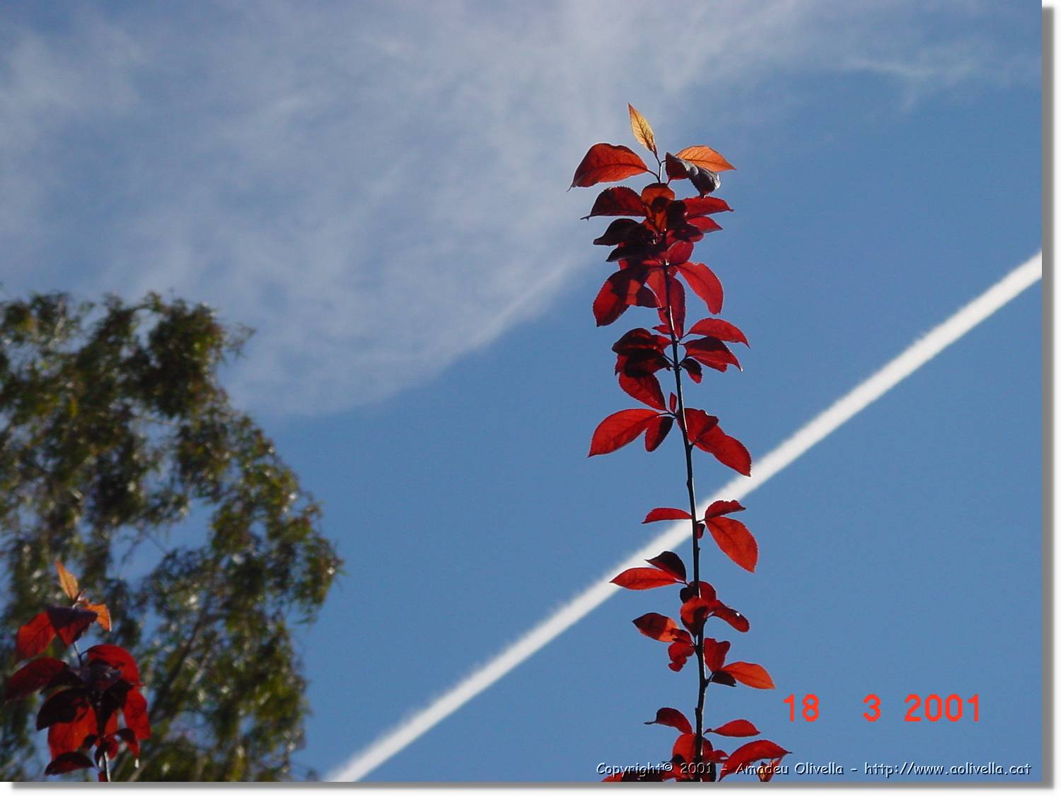 Flors_027.jpg