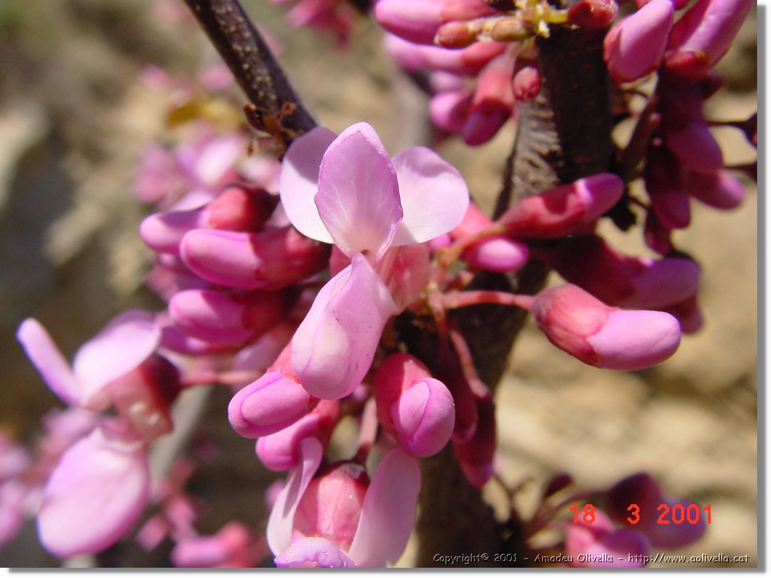 Flors_028.jpg