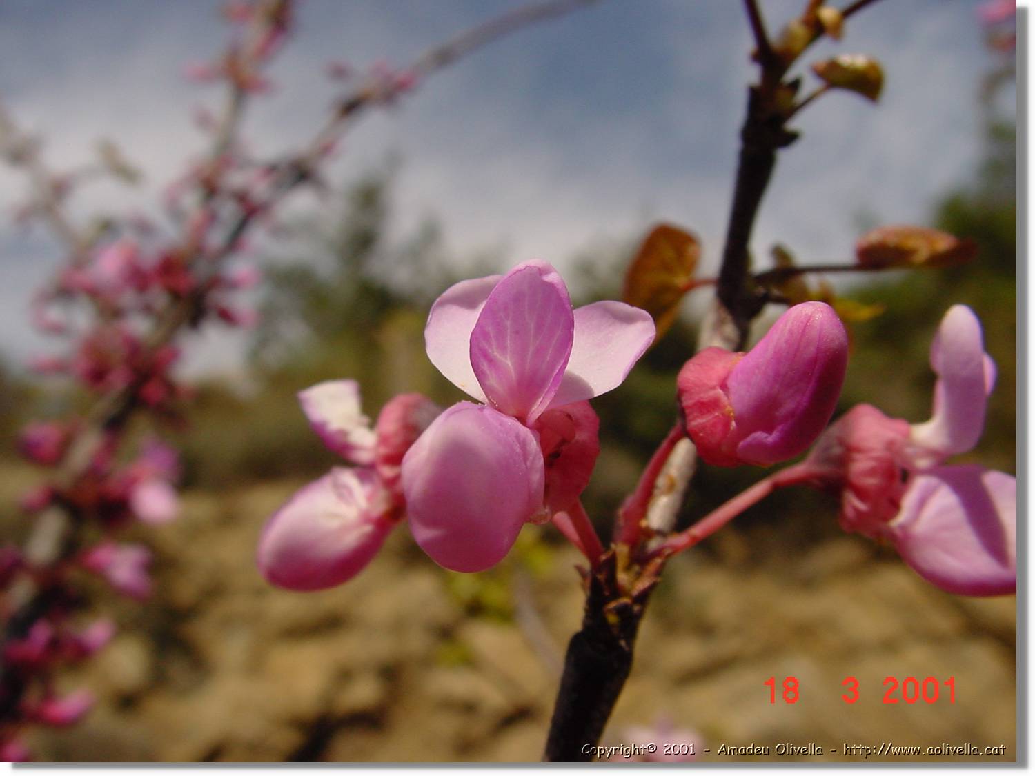 Flors_029.jpg