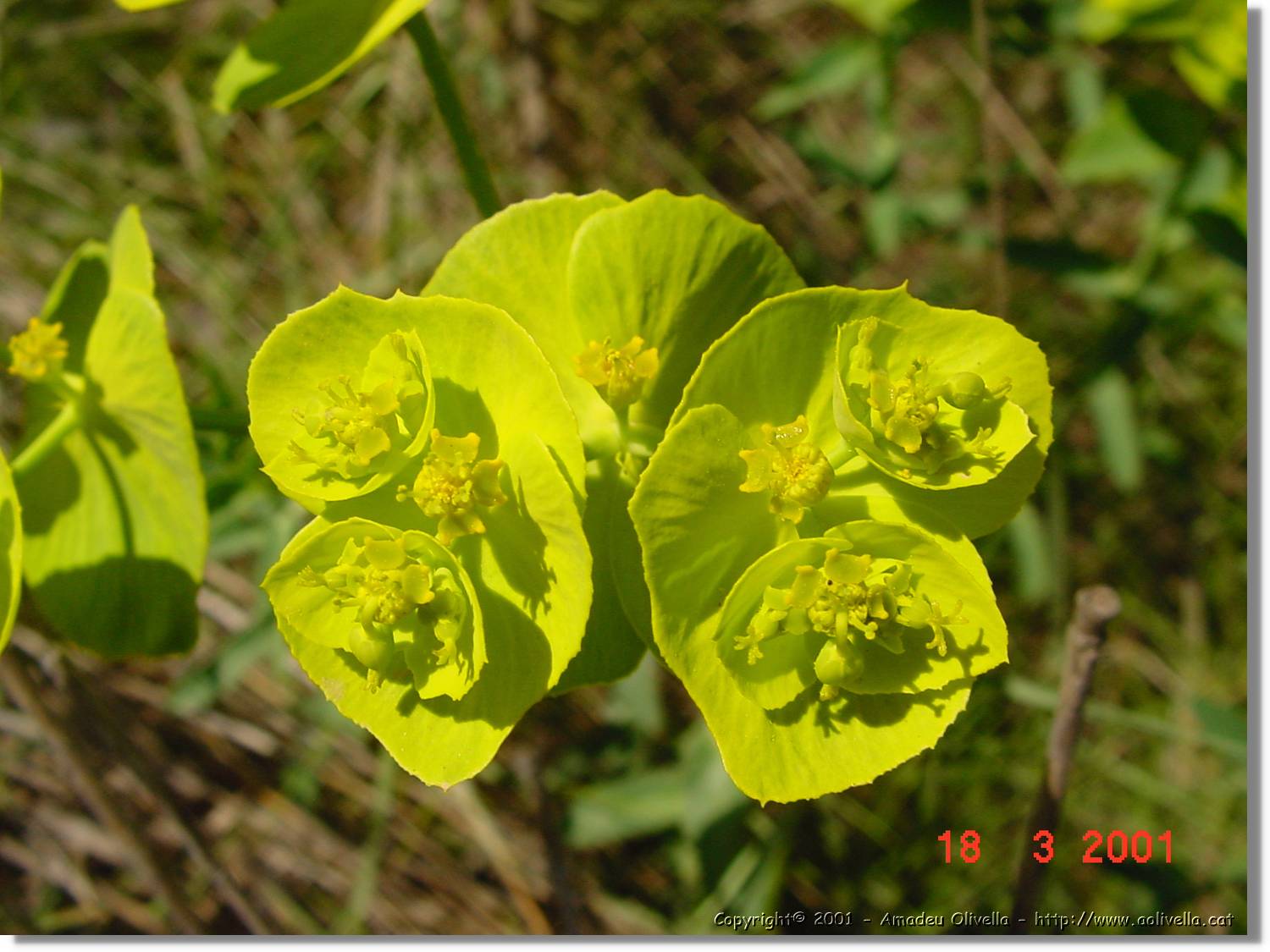 Flors_031.jpg