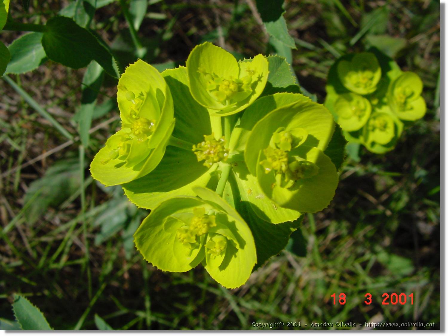 Flors_032.jpg