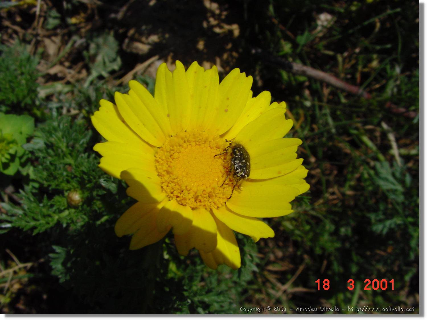 Flors_033.jpg