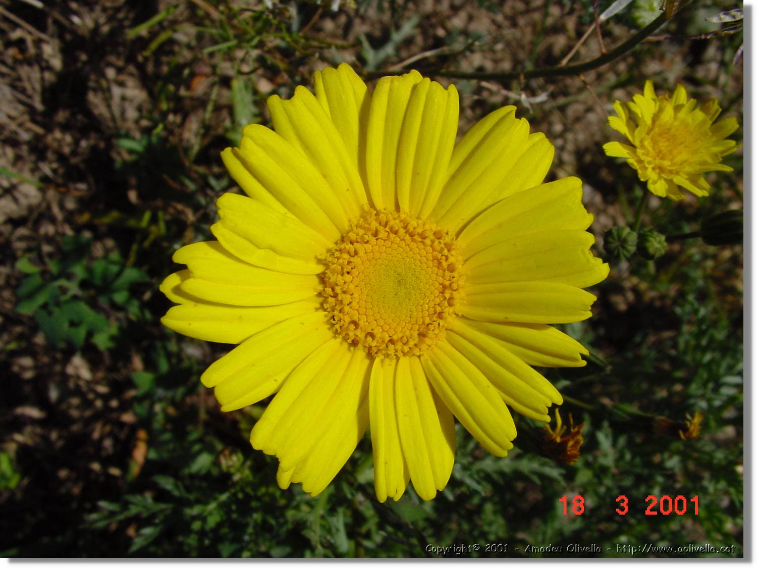Flors_035.jpg
