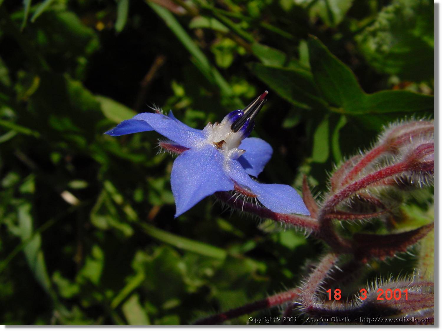 Flors_036.jpg