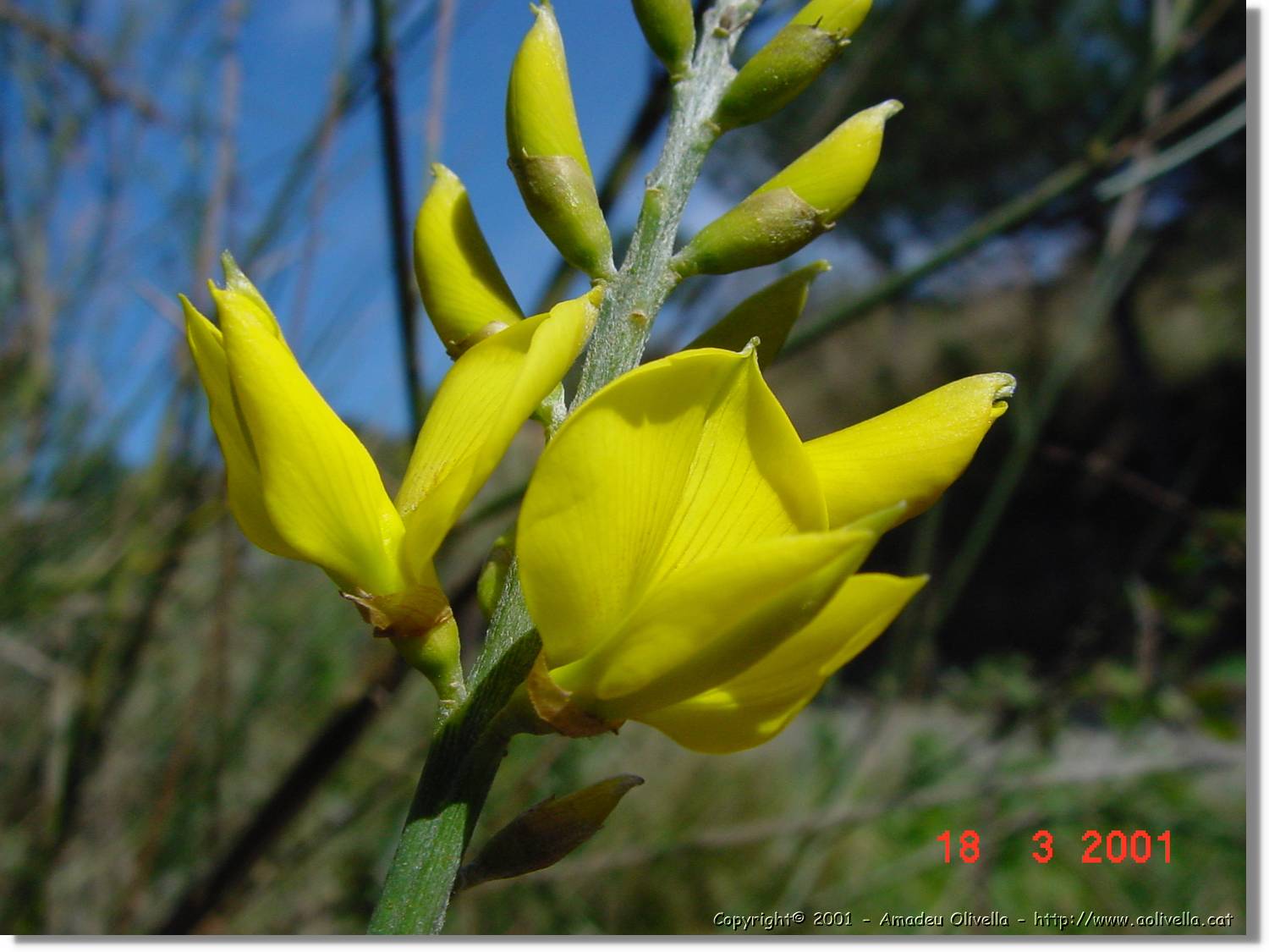 Flors_038.jpg