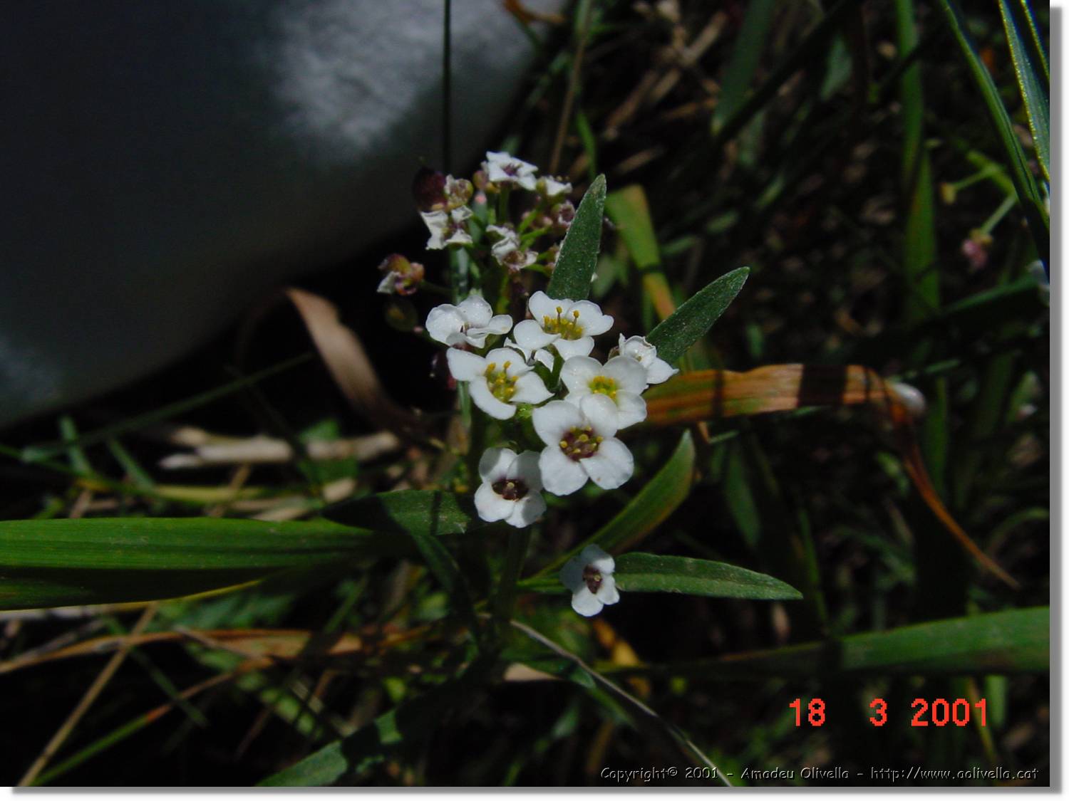 Flors_039.jpg