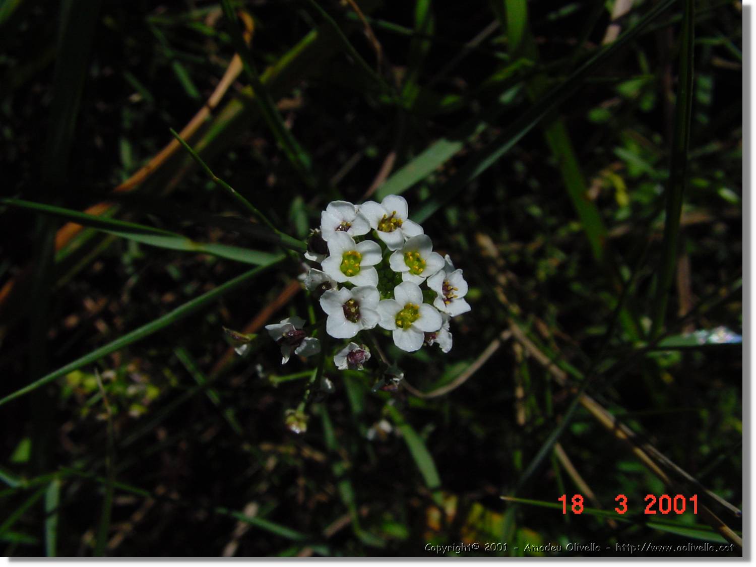 Flors_040.jpg