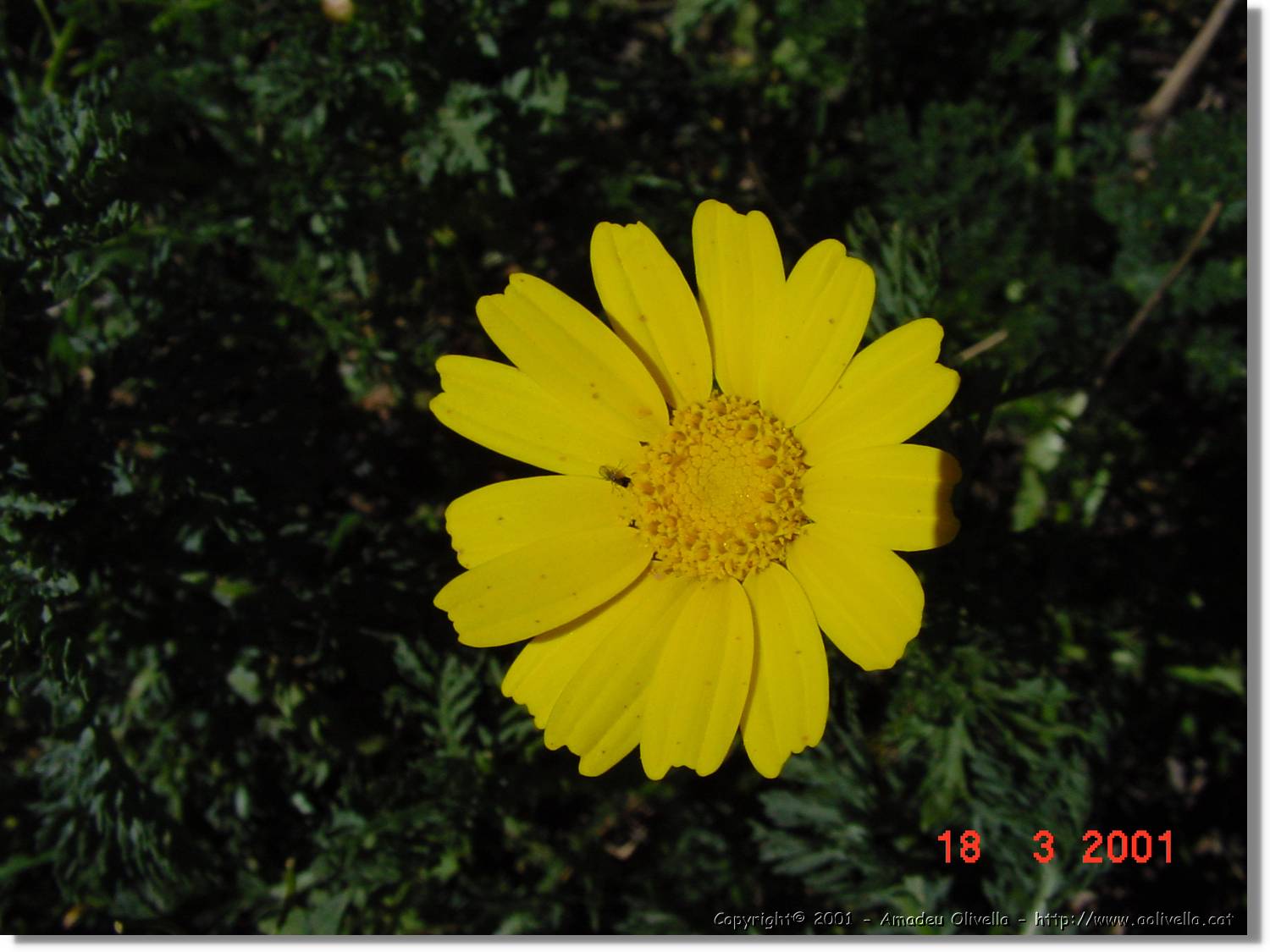 Flors_041.jpg