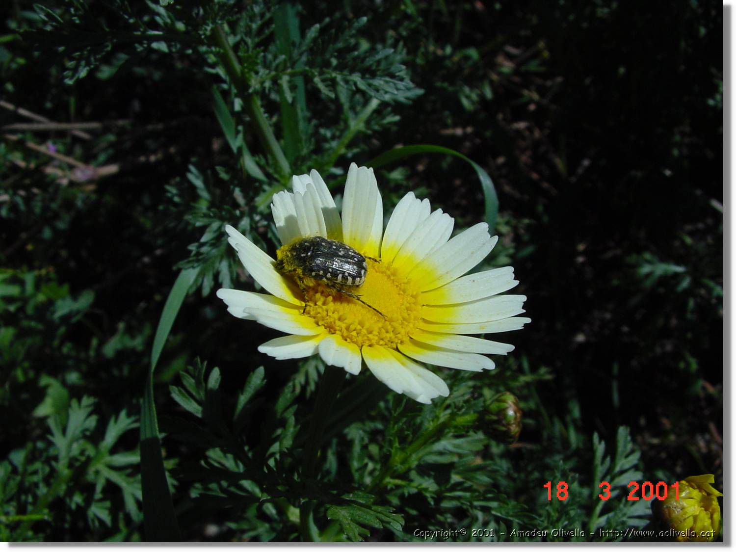 Flors_043.jpg