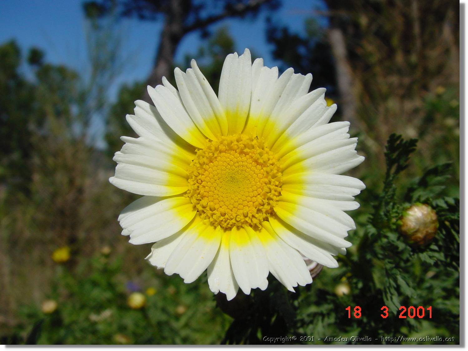 Flors_044.jpg