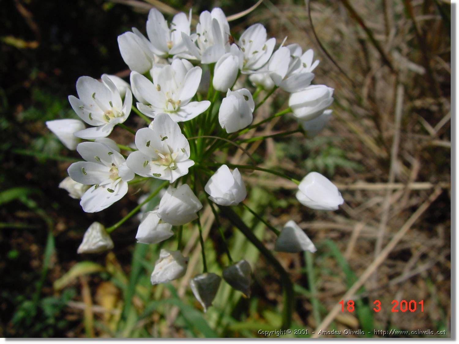 Flors_045.jpg