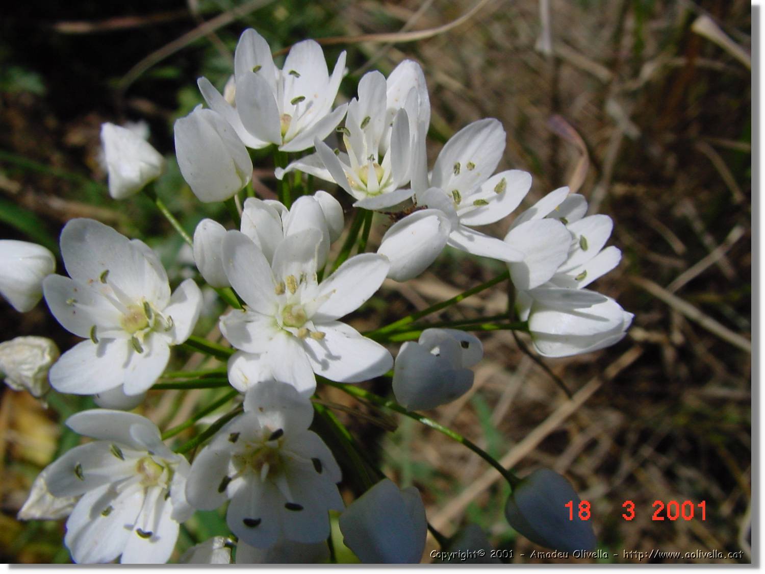 Flors_046.jpg