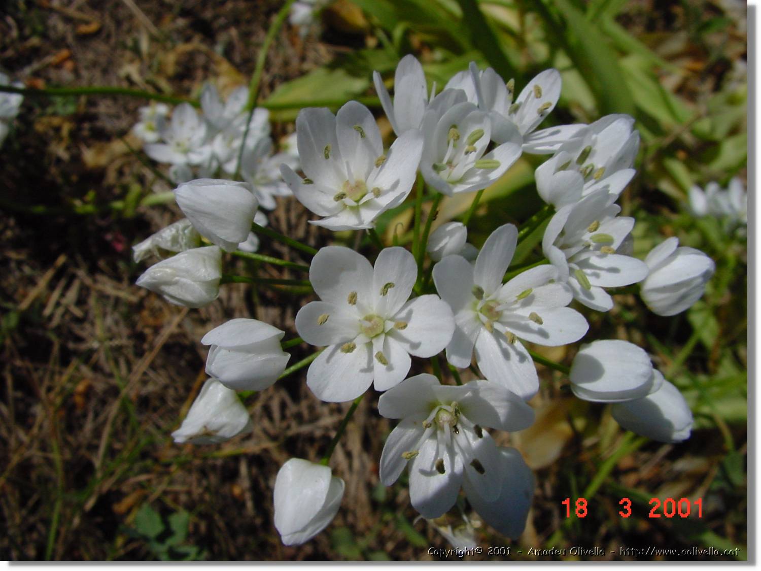Flors_047.jpg