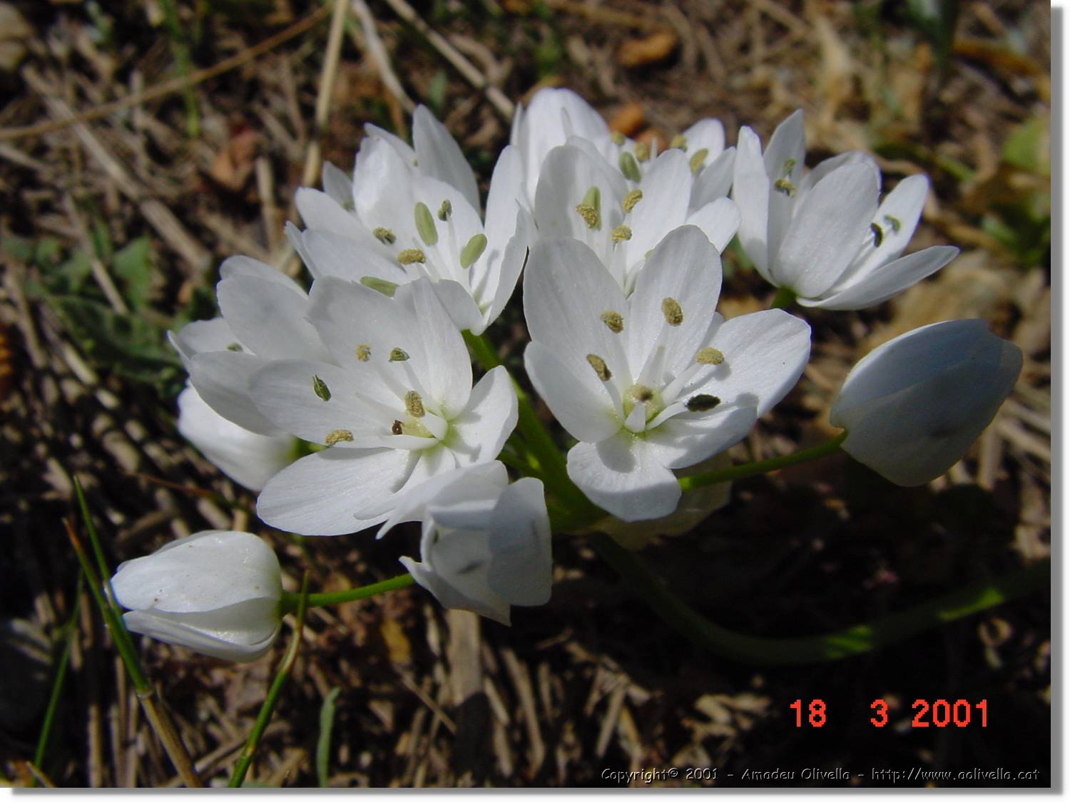 Flors_048.jpg