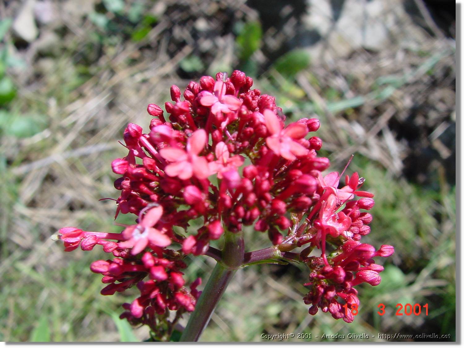 Flors_049.jpg