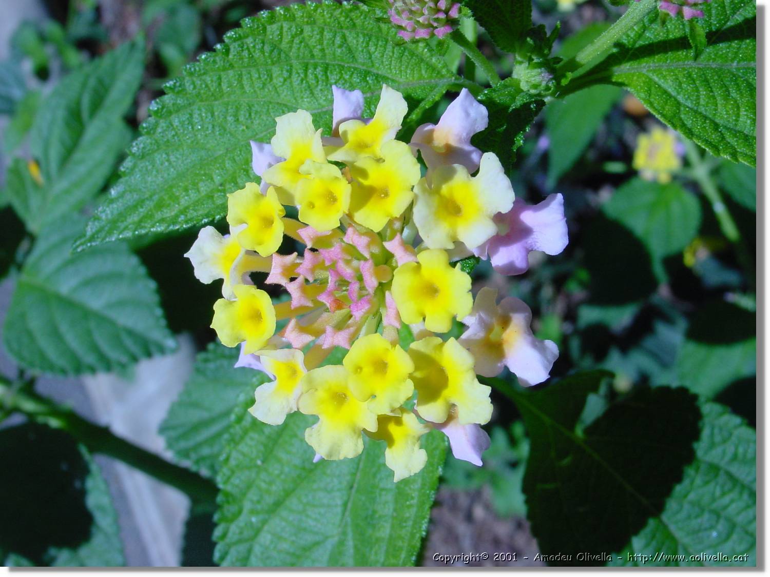 Flors_051.jpg