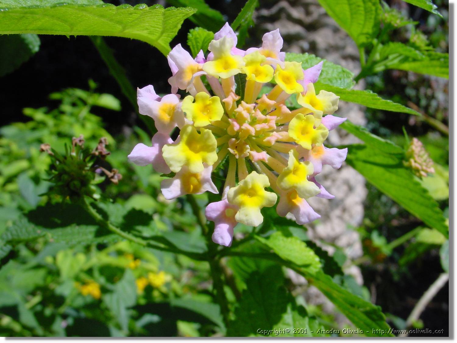 Flors_052.jpg