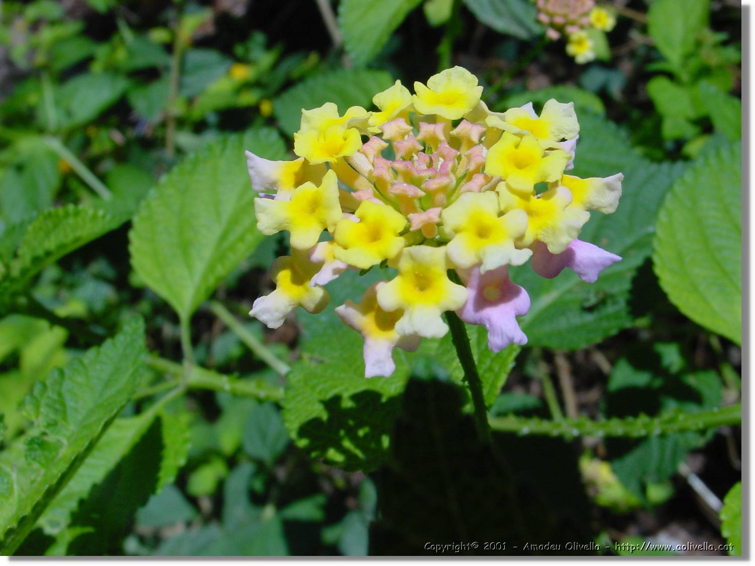 Flors_053.jpg