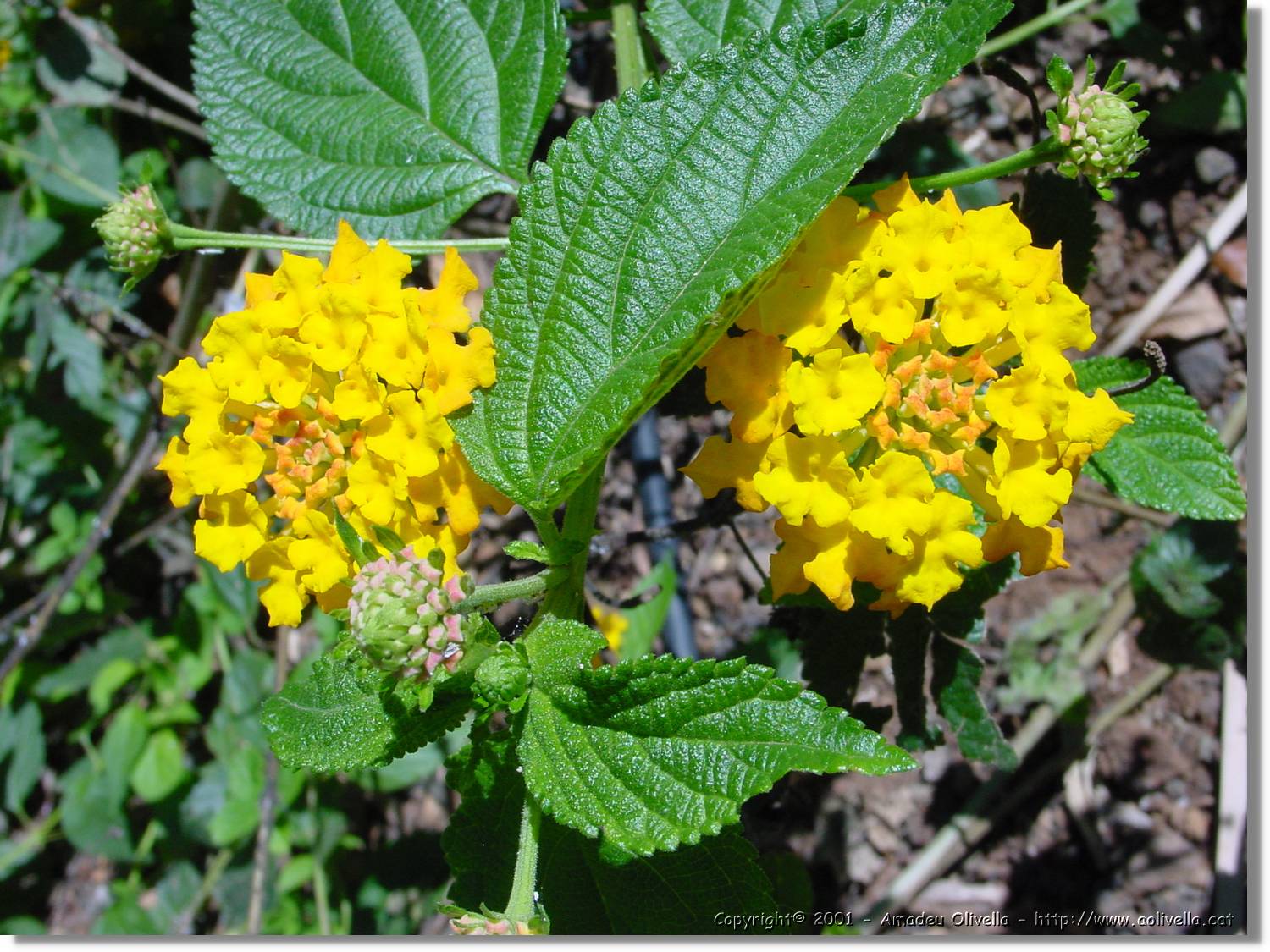 Flors_054.jpg