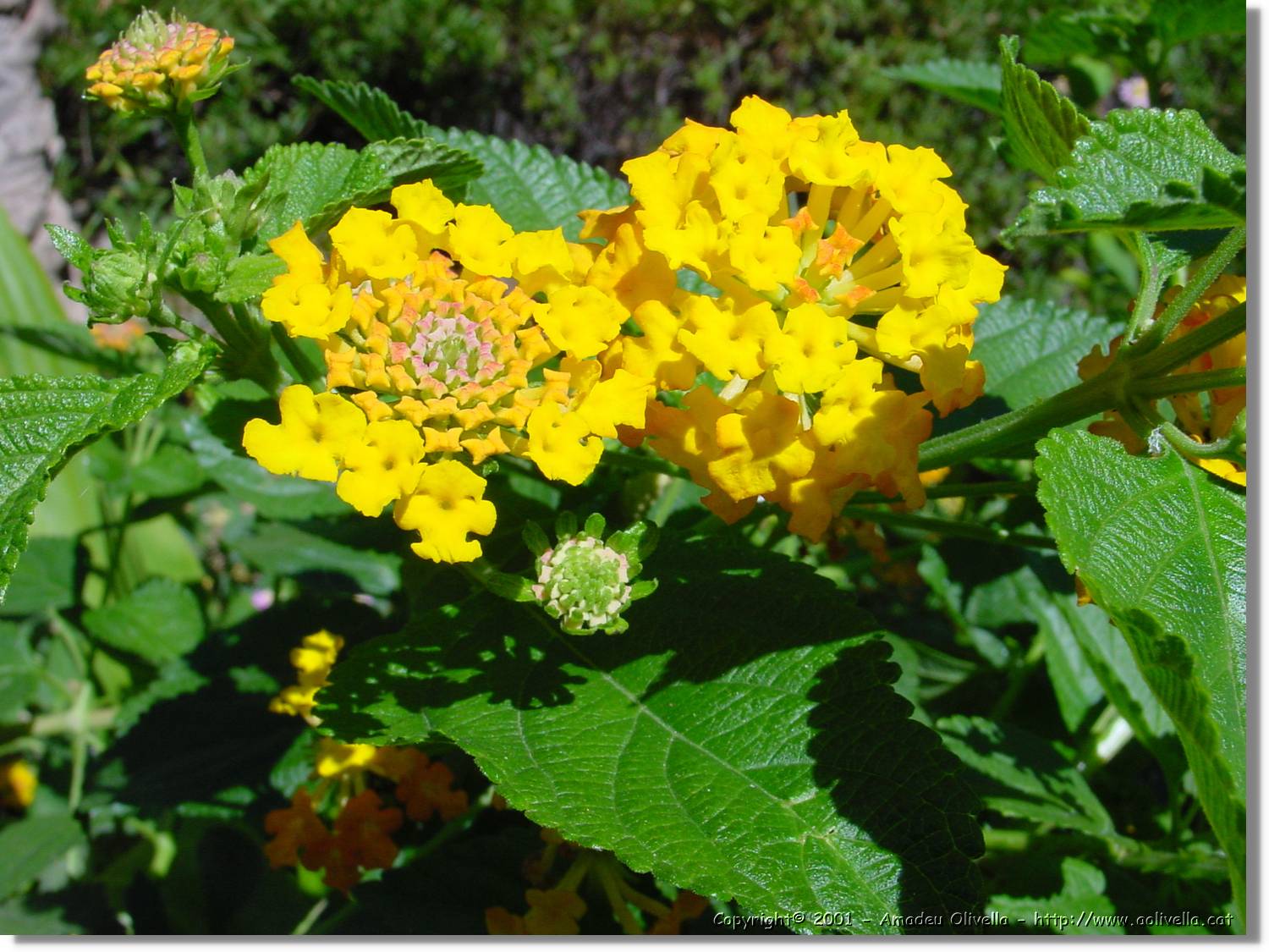 Flors_055.jpg