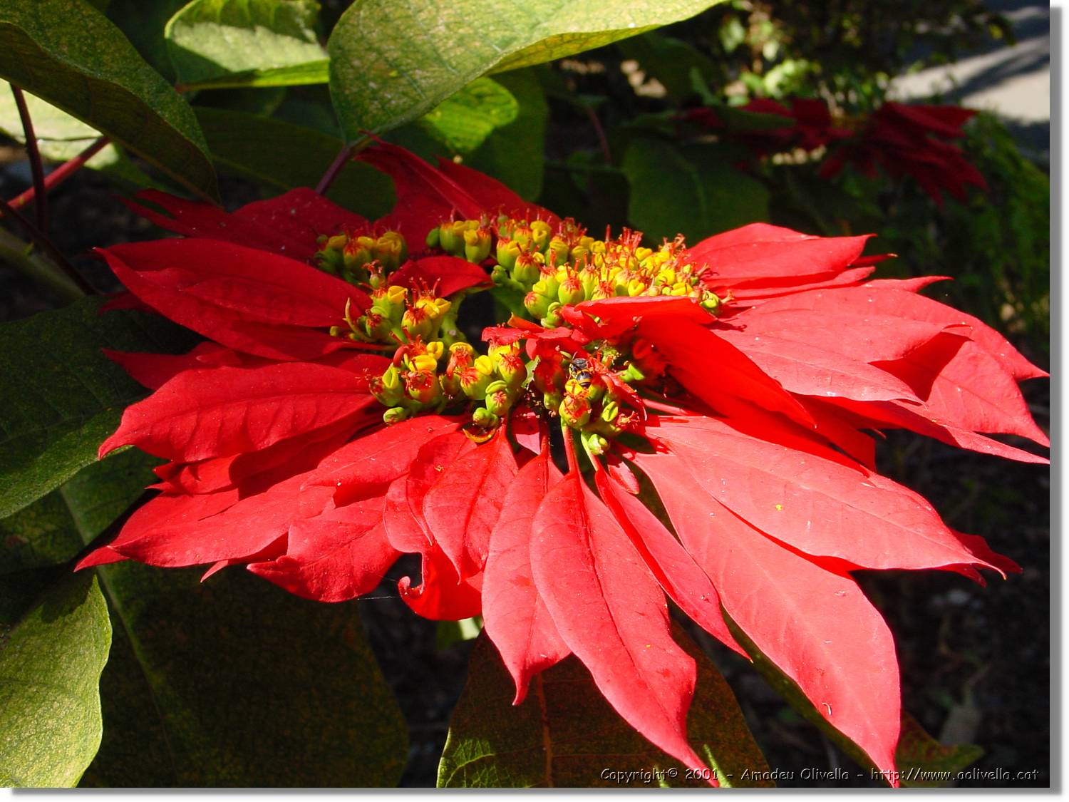 Flors_056.jpg