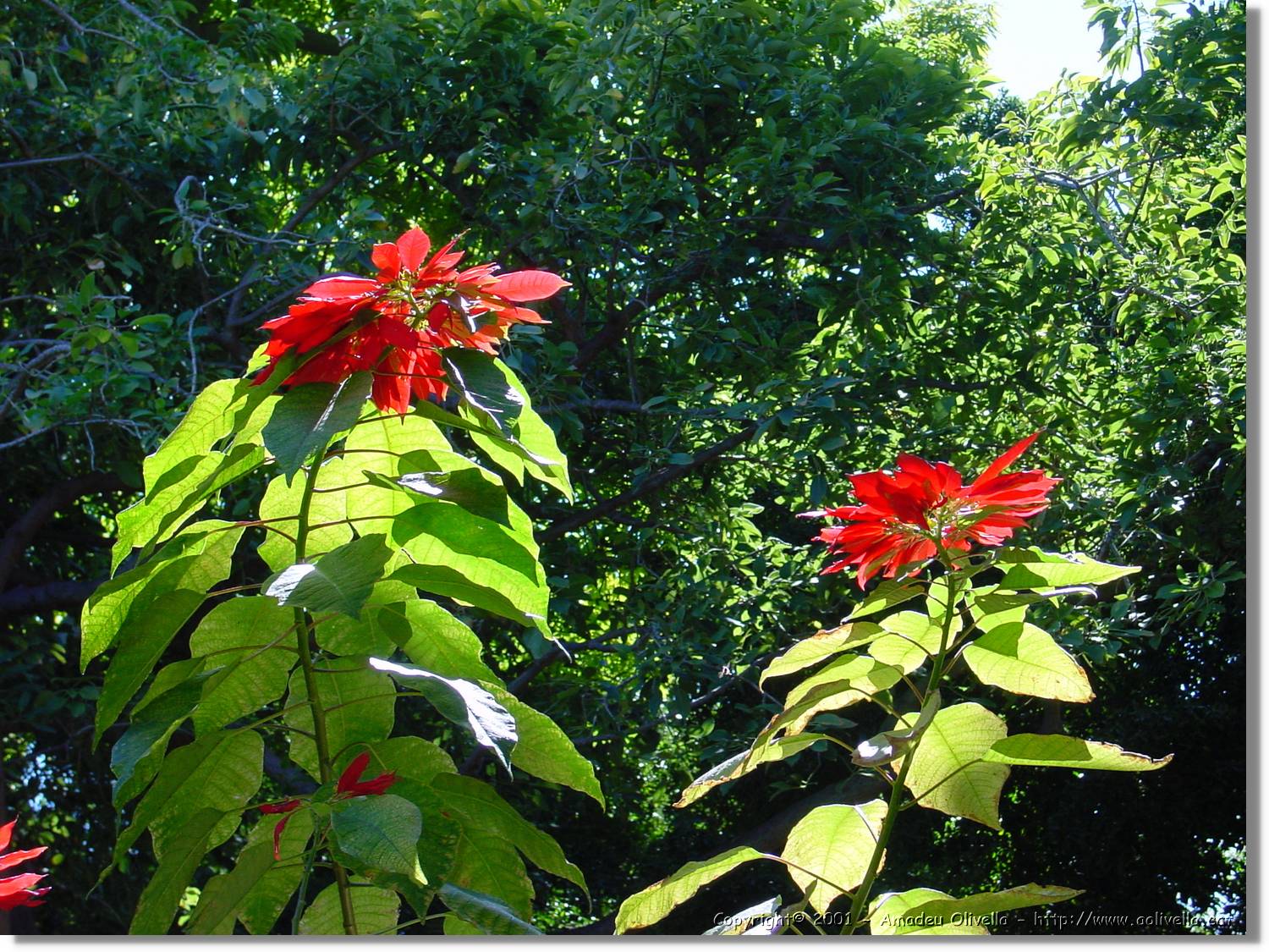 Flors_057.jpg