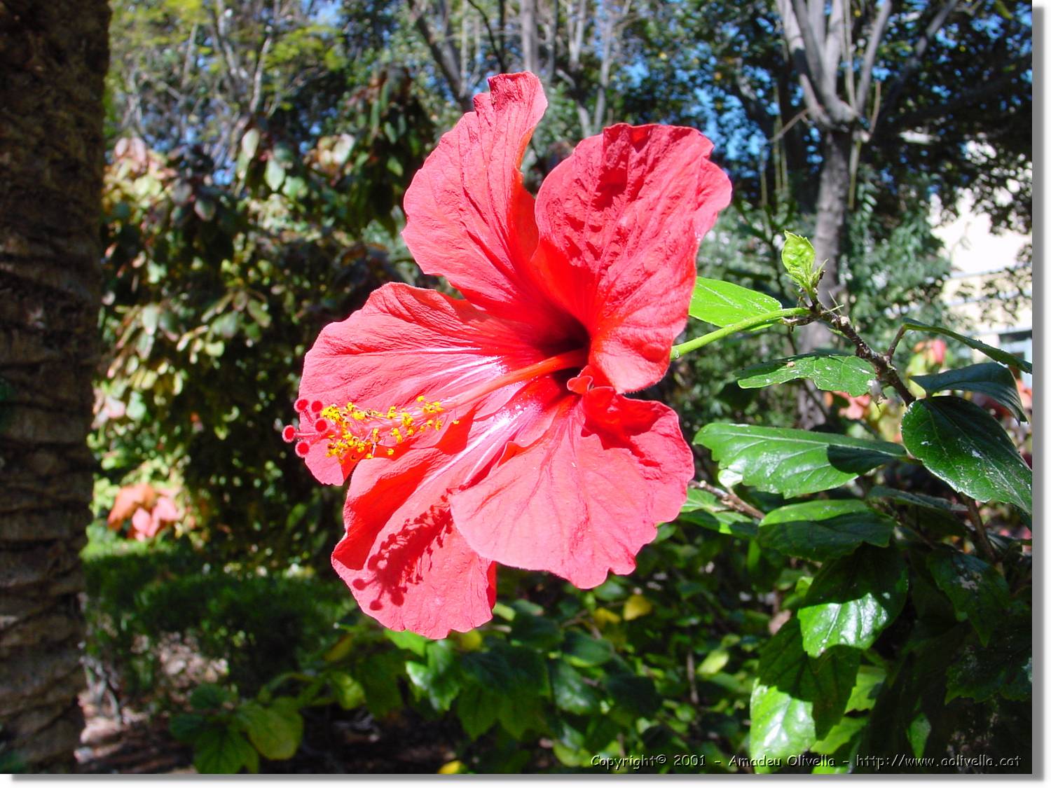 Flors_058.jpg