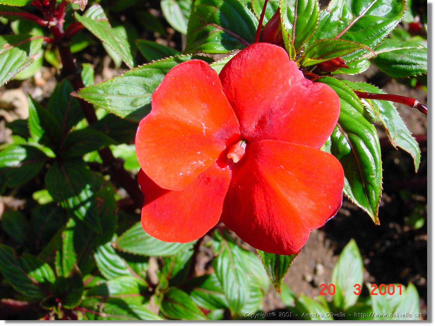 Flors_059.jpg