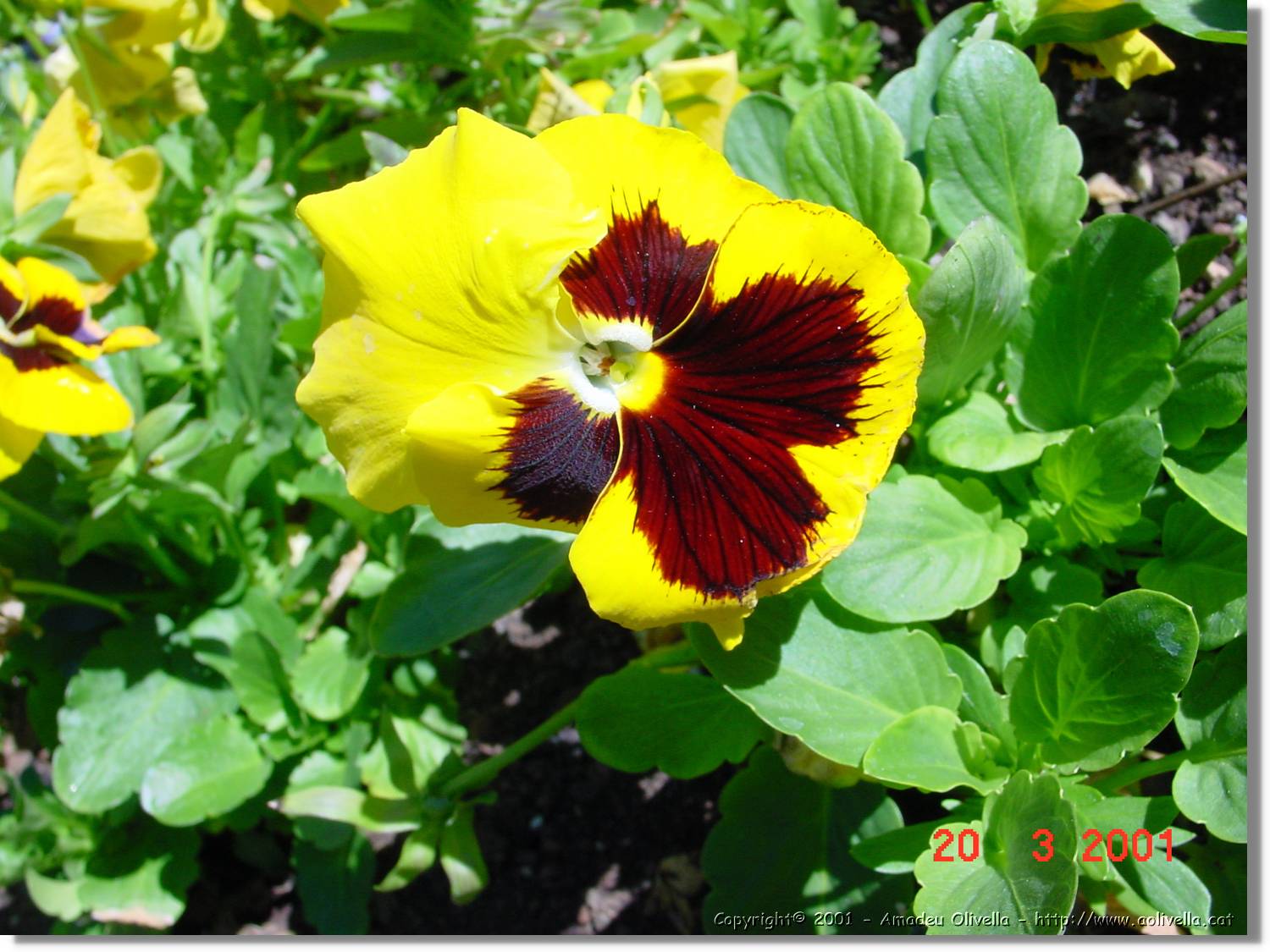 Flors_060.jpg