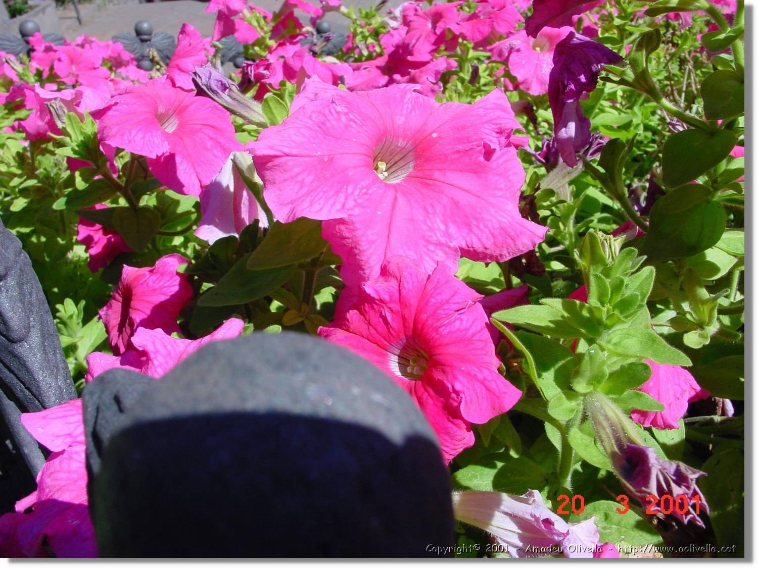 Flors_061.jpg