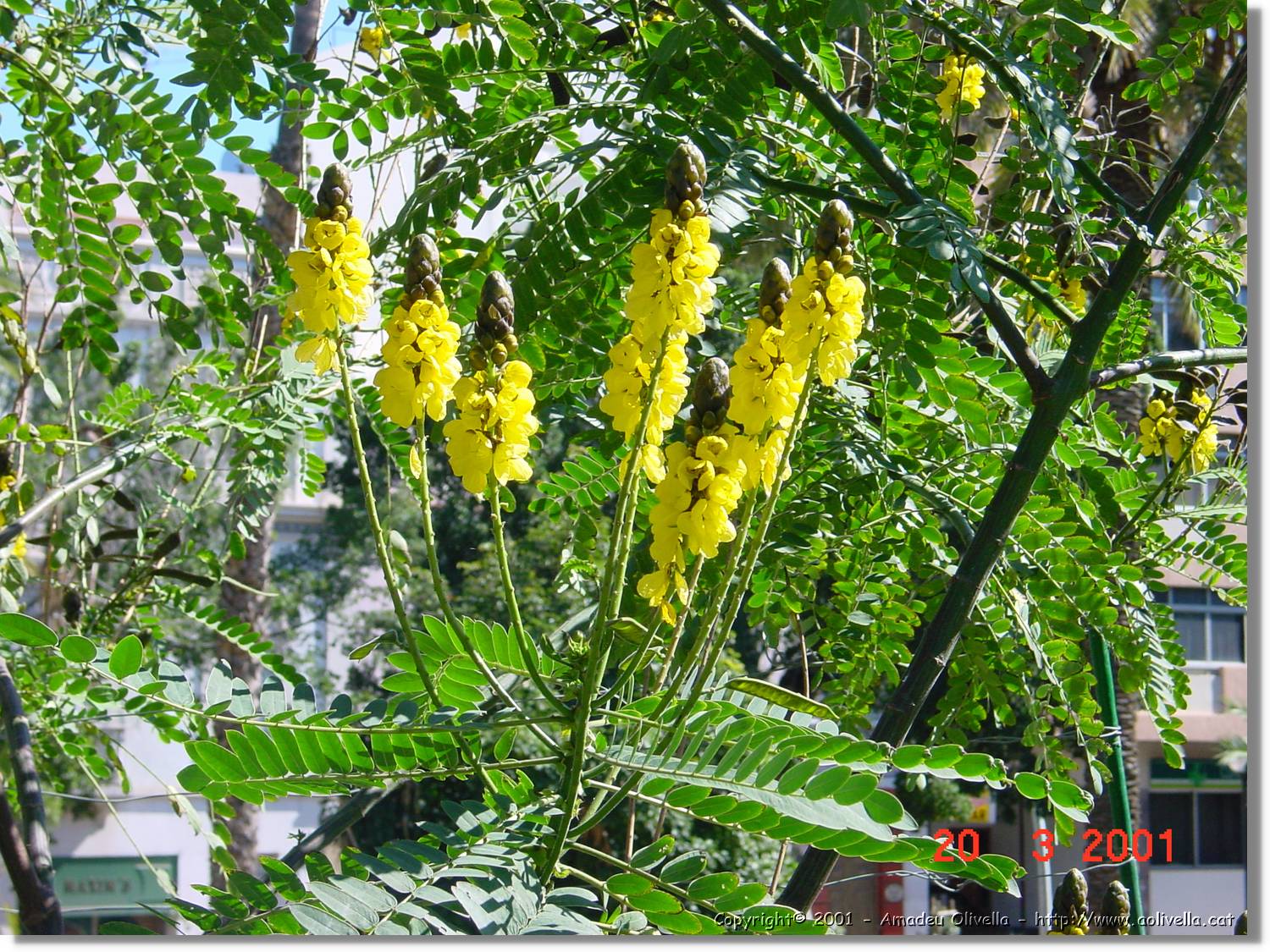 Flors_064.jpg