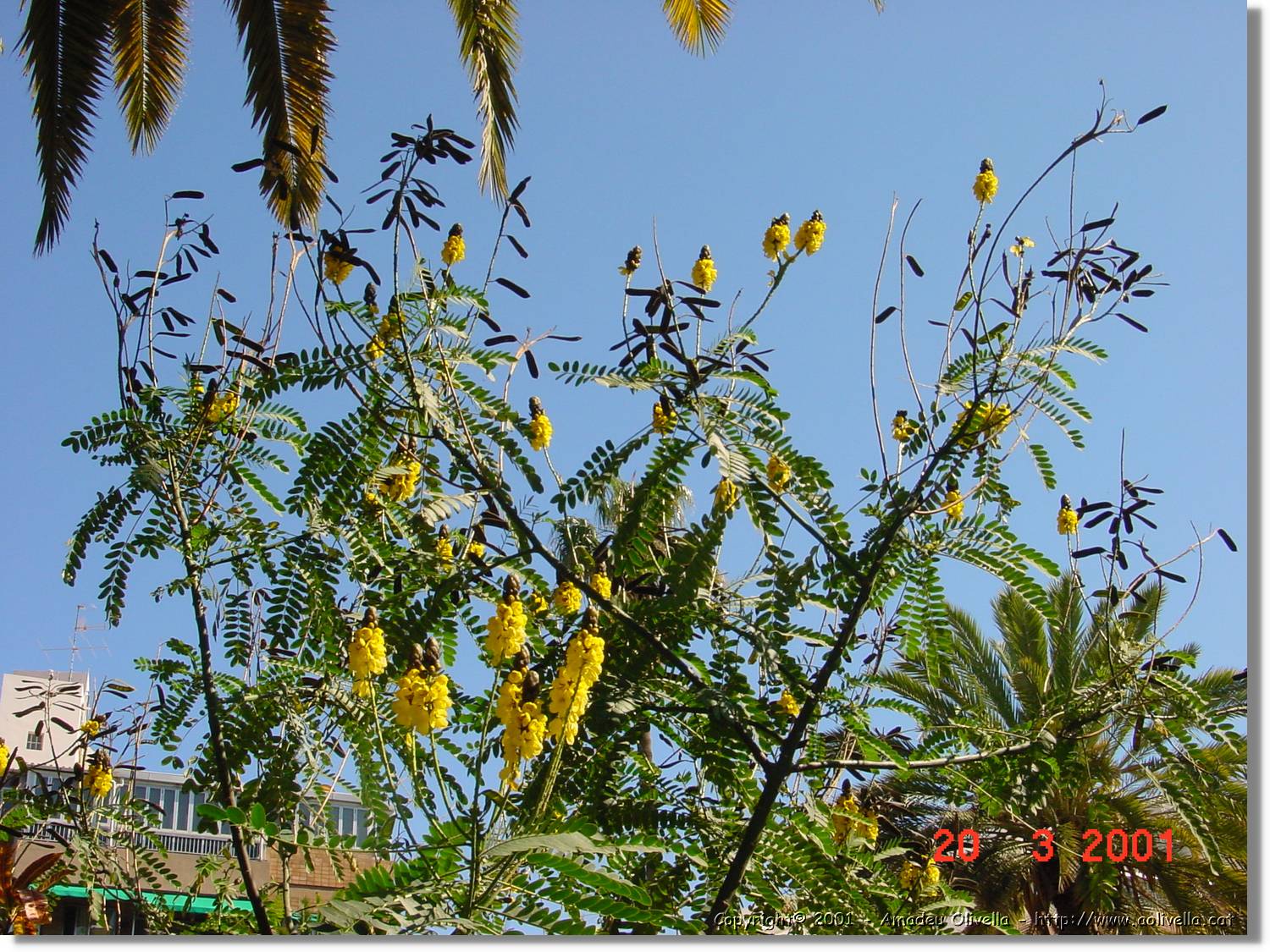 Flors_065.jpg