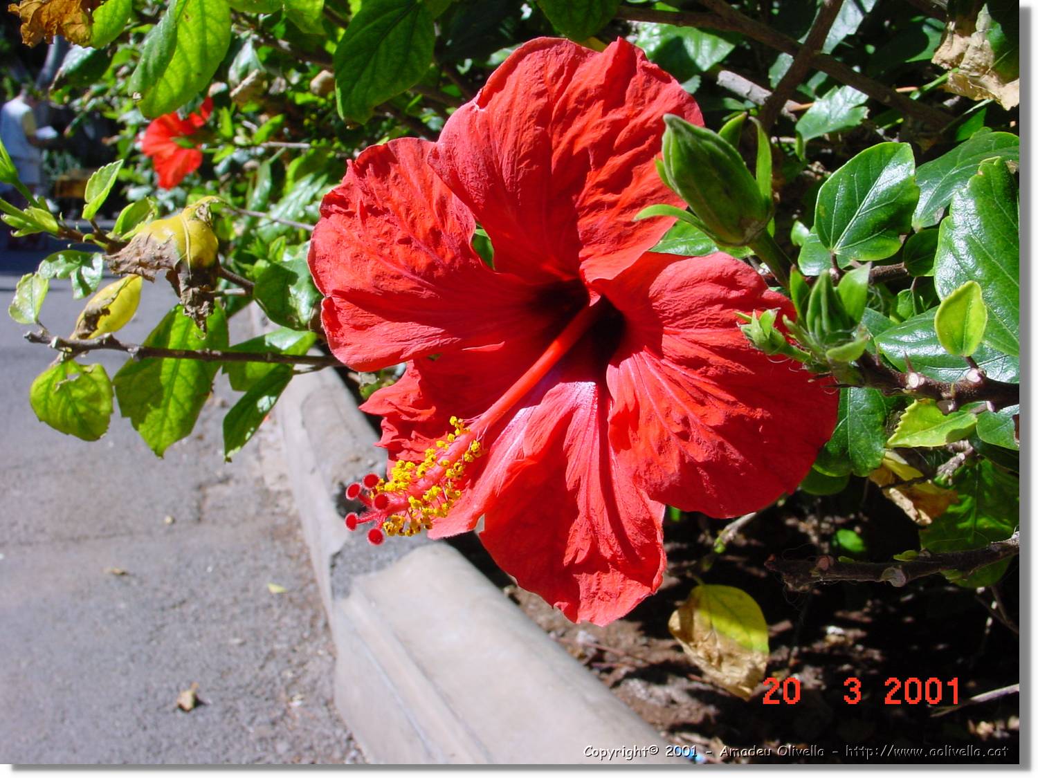 Flors_066.jpg