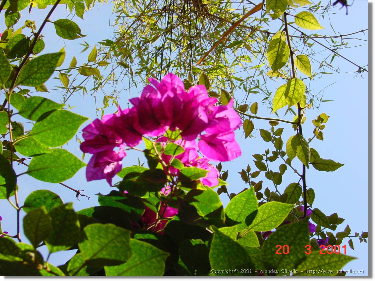 Flors_067.jpg