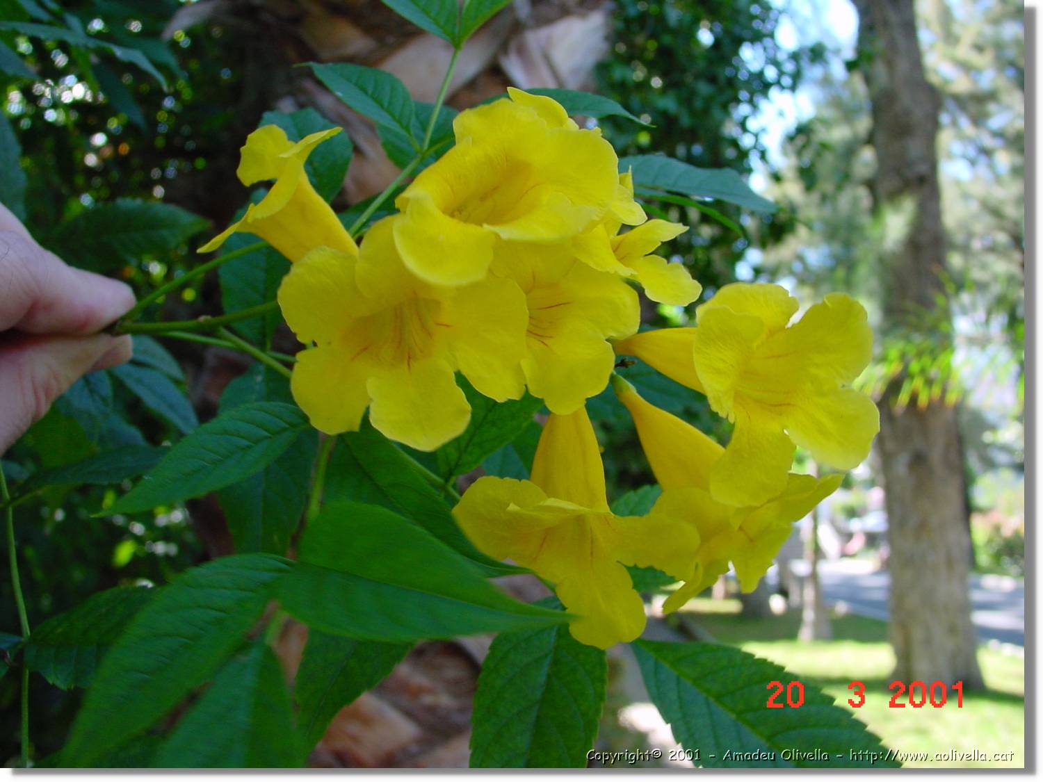 Flors_068.jpg